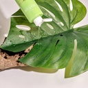 Shampoo Stimolante Capelli Tendenti alla Caduta all'Ylang Ylang