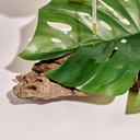 Lozione Stimolante Capelli Tendenti alla Caduta alle Foglie di Olivo